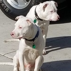 Meet your Posher, Charles